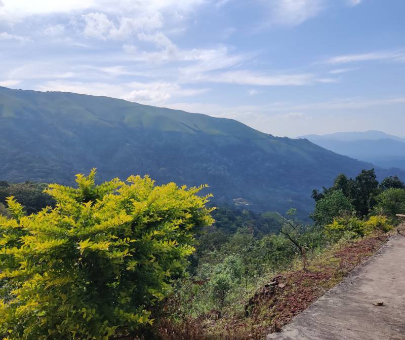 Chikkamagaluru hill station coffee plantation view